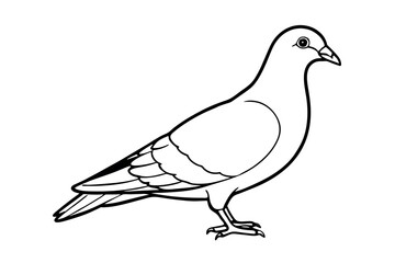 Pigeon Line Art Vector Illustration