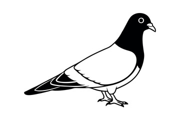 Pigeon Line Art Vector Illustration