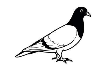 Pigeon Line Art Vector Illustration