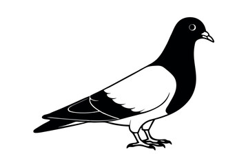 Fototapeta premium Pigeon Line Art Vector Illustration