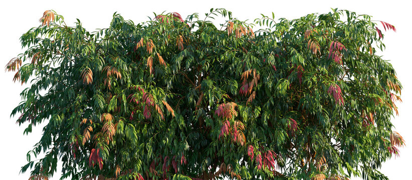 Syzygium Cascade (Cascading Lilly Pilly) large long shrub with weeping foliage frontal big bush isolated png on a transparent background premium cutout 