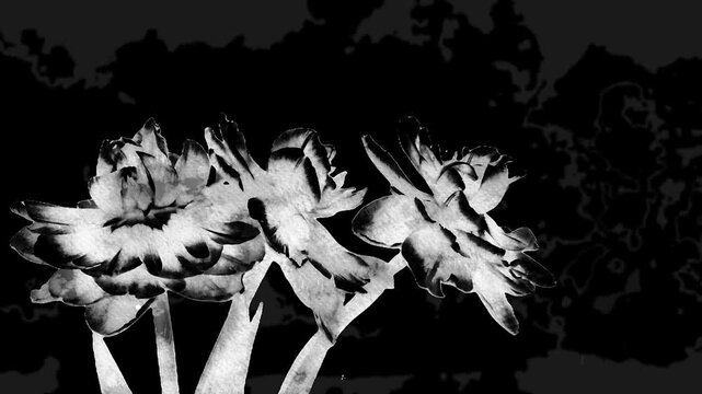 Vintage black and white captivating digital art featuring loop of blooming flowers