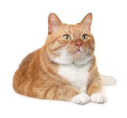 Cute ginger cat on white background. Adorable pet