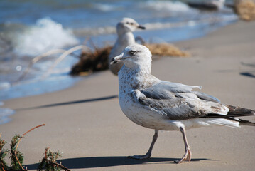 A seagull walks along the shoreline with sea waves in the background. Another seagull is visible in the distance 