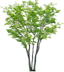 Obraz premium tree isolated