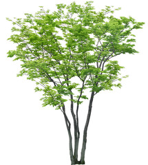 Obraz premium tree isolated