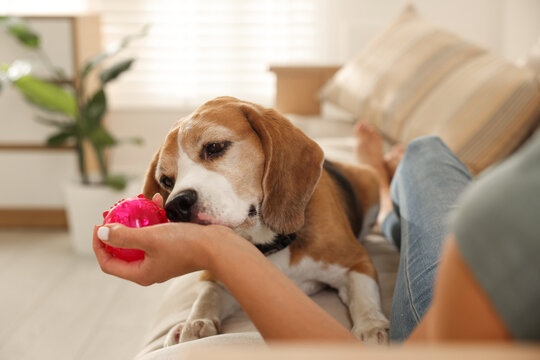 Owner giving toy to cute dog at home, closeup. Playing with pet