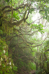 Fototapeta premium Mt. Warning / Wollumbin path to the summit through the cloud forest.