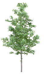 Obraz premium tree isolated on white background