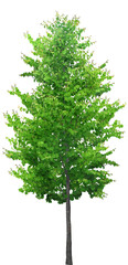 Fototapeta premium tree isolated
