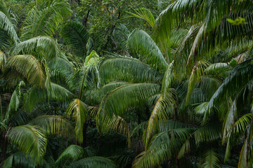 Australian Subtropical Rainforest. Wollumbin National Park. Australia New South Wales.