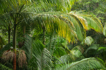 Fototapeta premium Australian Subtropical Rainforest. Wollumbin National Park. Australia New South Wales.