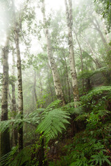 Mt. Warning / Wollumbin path to the summit through the subtropical rainforest with fog.