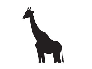 Giraffe silhouette isolated on white. Vector illustration. Giraffe Silhouette. Animal silhouette. 