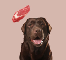 Fototapeta premium Cute dog and flying piece of raw beef on dusty pink background. Pet food