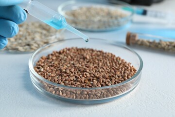 GMO concept. Scientist dripping something onto buckwheat grains at white table in laboratory, closeup