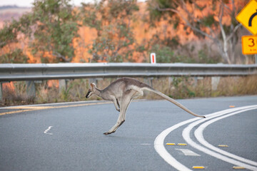 The whiptail wallaby (Notamacropus parryi), also known as the pretty-faced  wallaby is jumping to...