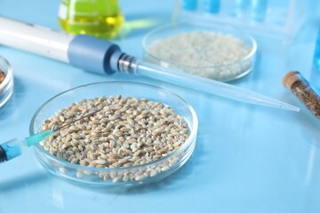 GMO concept. Petri dishes with cereal grains, syringe and micropipette on table, closeup