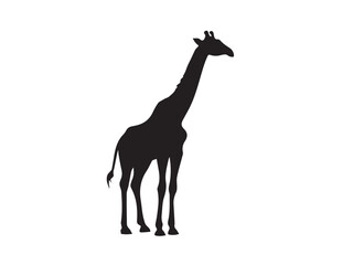 Giraffe silhouette isolated on white. Vector illustration. Giraffe Silhouette. Animal silhouette. 
