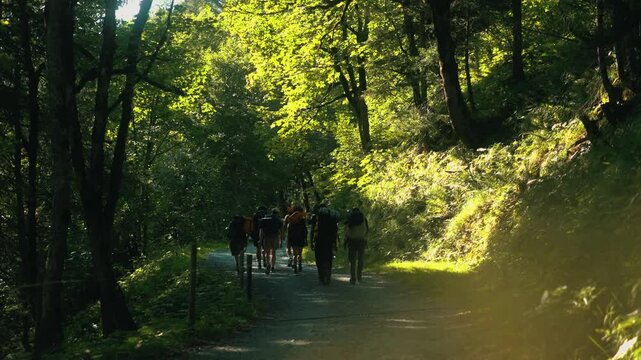 group of hikers walking trough stunning lush forest
