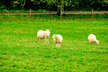 Obraz premium Lambs grazing on green pasture in the Scottish countryside, room for text 