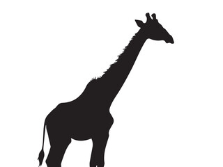 Giraffe silhouette isolated on white. Vector illustration. Giraffe Silhouette. Animal silhouette. 