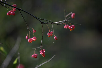 Common spindle, Euonymus europaeus pink berries closeup. European common spindle. Capsular ripening autumn fruits, red pink colors with orange seeds. Close up rose red fruit of Spindle
