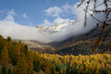 An autumn view of Val da Camp near Lago da Saoseo, Graubünden (Bernina Mountains), with golden larches and a vivid blue sky.