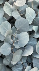Beautiful blue eucalyptus leaves layered together on a soft background in natural light