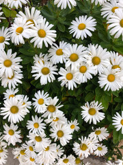 garden with a bunch of daisies