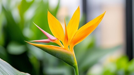 Bird of Paradise Flower Close Up - Orange and Pink Petals