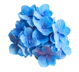blue hydrangea flower