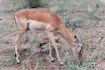 Swala Pala or Female Impala grazing in the savannah of Kruger National Park, South Africa. 