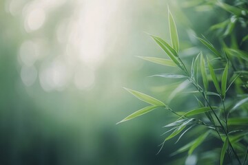 Green bamboo leaves reflect soft light in a tranquil natural setting during daytime hours
