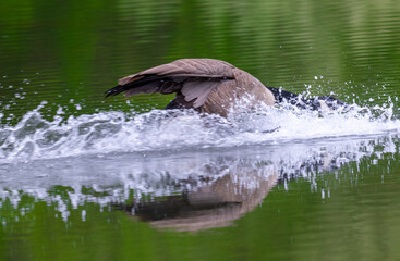 goose landing in water