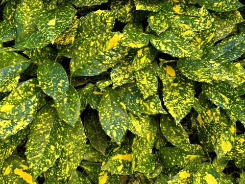 Aucuba japonica, spotted laurel, Japanese laurel, Japanese aucuba or gold dust plant shrub.  