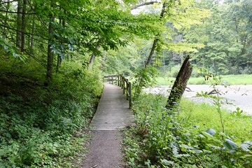 The hiking trail in the summer forest.