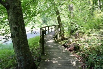 The old wood bridge boardwalk in the forest.