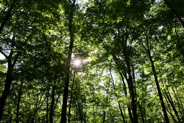 The sun rays coming in among the tall trees of the forest.