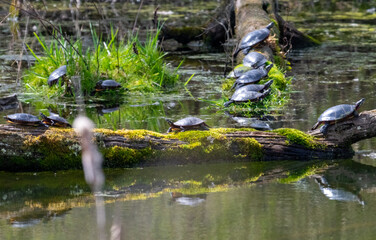 Turtles sunbathing on log in water in wetlands