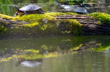 turtles in the pond