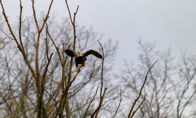 Bald eagle ready to fly from perch