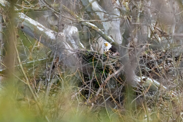Eagle in nest