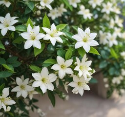 Fototapeta premium White jasmine flowers with green leaves in natural light, white flowers, nature, green leaves