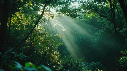 Obraz premium Sunlight Filtering Through Lush Green Forest Canopy Creating a Serene and Tranquil Atmosphere in Nature