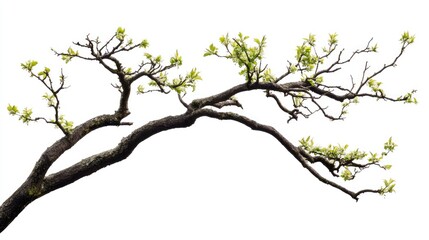 Fototapeta premium Spring Awakening Tree Branch with New Leaves Isolated on White Background