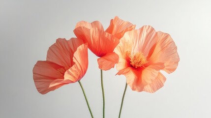 Obraz premium Elegant Studio Shot of Coral Poppy Flowers on White Background with Large Depth of Field Macro Perspective