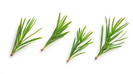 Obraz premium Pine needles isolated on white background showcasing the texture and detail of conifer leaves for botanical and natural designs
