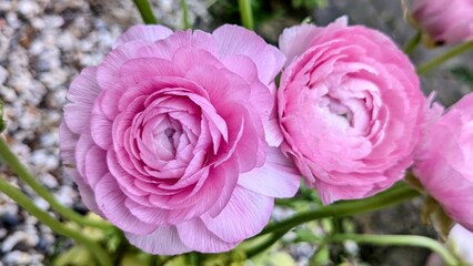 Naklejka premium Strawberry pink ranunculus. Elegance Rosa Chiaro close-up 