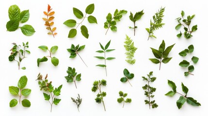 Various small green leaves arranged artistically on a white background viewed from above showcasing nature's diversity and beauty
